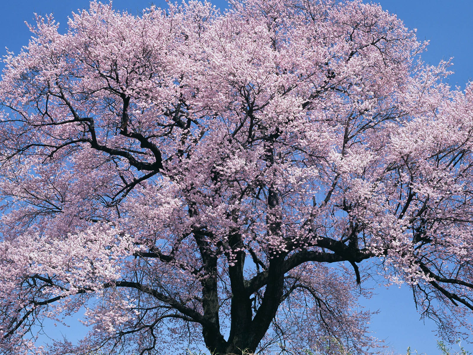 WallpapersCherryTree WallpapersCherryTree